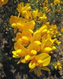 Ulex europaea. Цветки. Великобритания, Шотландия, Эдинбург, Holyrood Park. 2 апреля 2008 г.