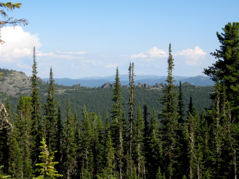 Image of Abies sibirica specimen.