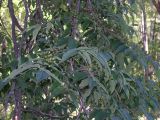 Phellodendron amurense. Ветвь с плодами. Приморье, окр. Дальнегорска, долина р. Рудной. 30.08.2006.