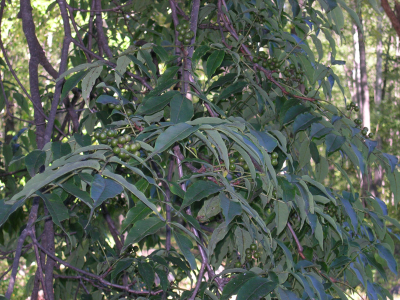 Image of Phellodendron amurense specimen.