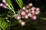 Antennaria dioica. Женские соцветия. Московская обл., Раменский р-н, окр. д. Хрипань, просека под ЛЭП. 16.06.2009.