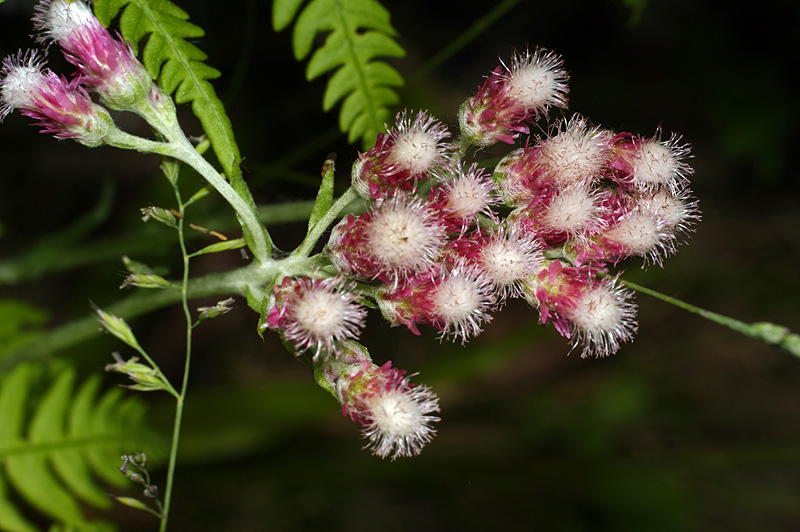 Изображение особи Antennaria dioica.