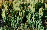 Diphasiastrum alpinum. Спороносящие растения в горной тундре. Приполярный Урал, склон г. Баркова около пос. Желанный. Август 2002 г.