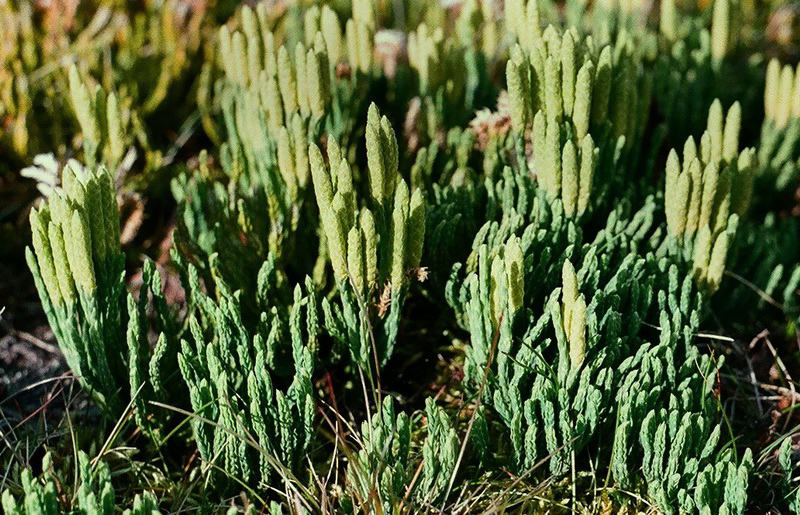 Изображение особи Diphasiastrum alpinum.