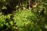 Cirsium oleraceum. Группа цветущих растений. Новгородская обл., Боровичский р-н, восточнее дер. Сушани, граница заболоченного лугового склона и сероольшаника. 30.08.2015.