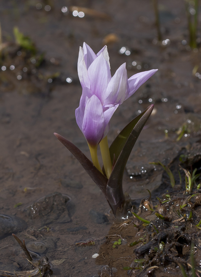 Изображение особи Colchicum szovitsii.