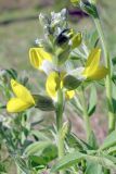 Thermopsis alterniflora