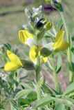 Thermopsis alterniflora