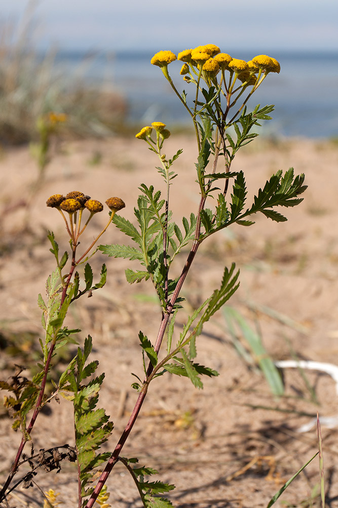 Изображение особи Tanacetum vulgare.