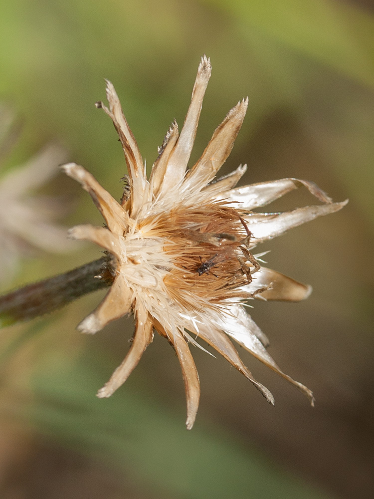 Image of Centaurea cyanus specimen.