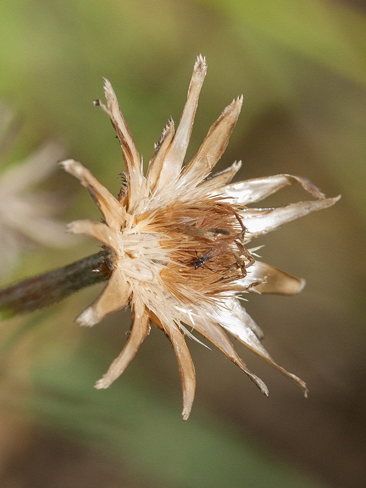 Изображение особи Centaurea cyanus.