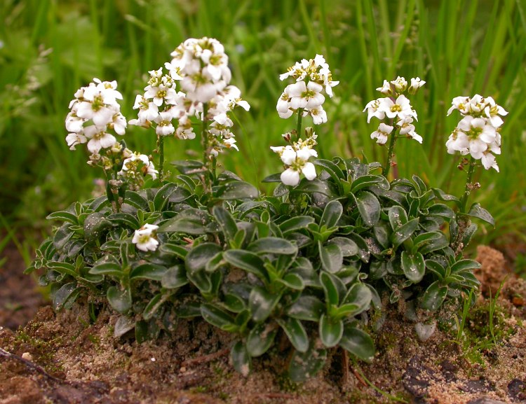 Изображение особи Arabis &times; suendermanni.