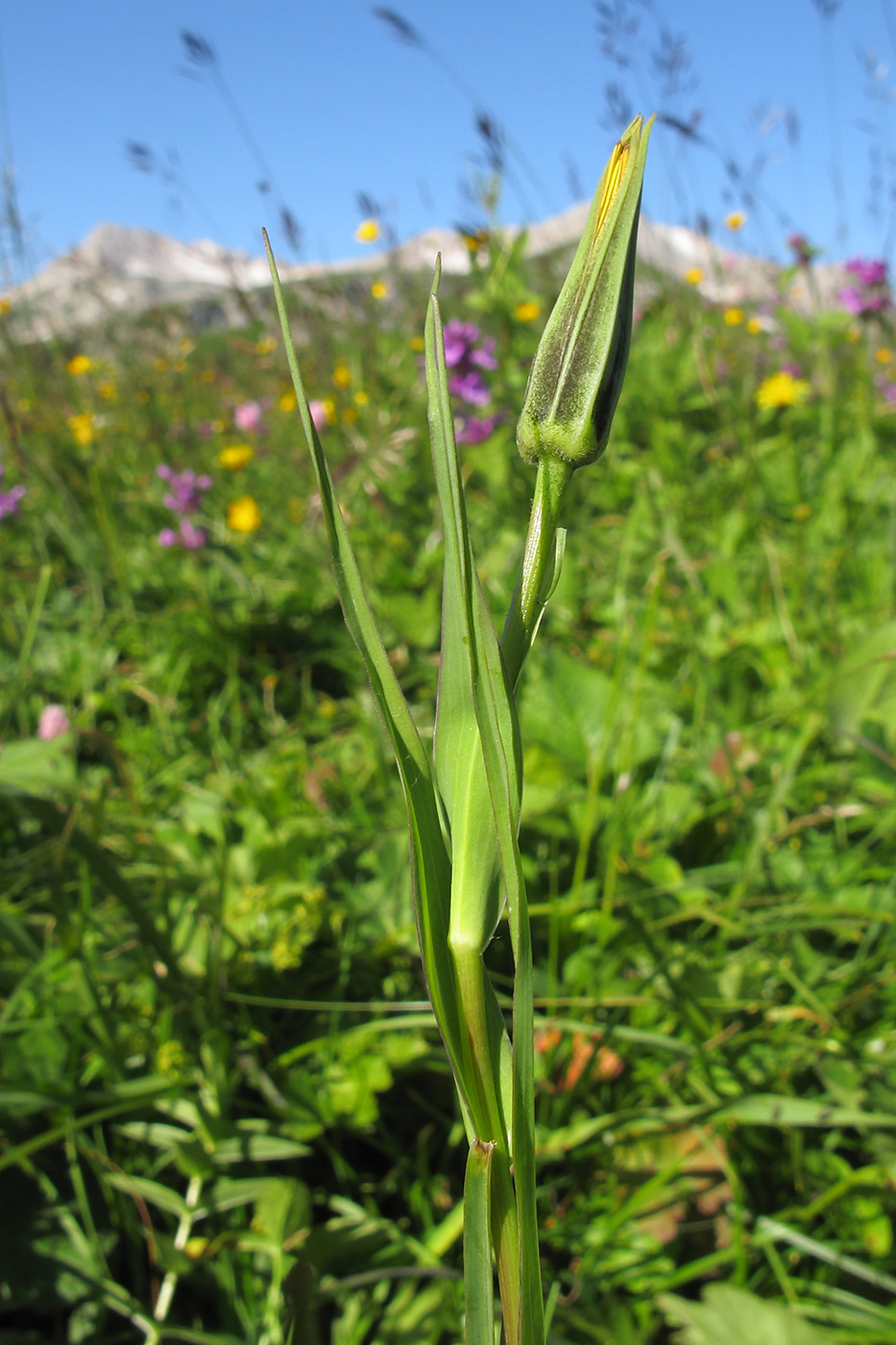 Изображение особи Tragopogon reticulatus.