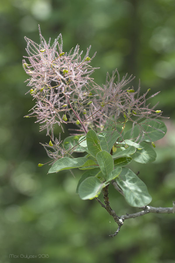 Image of Cotinus coggygria specimen.