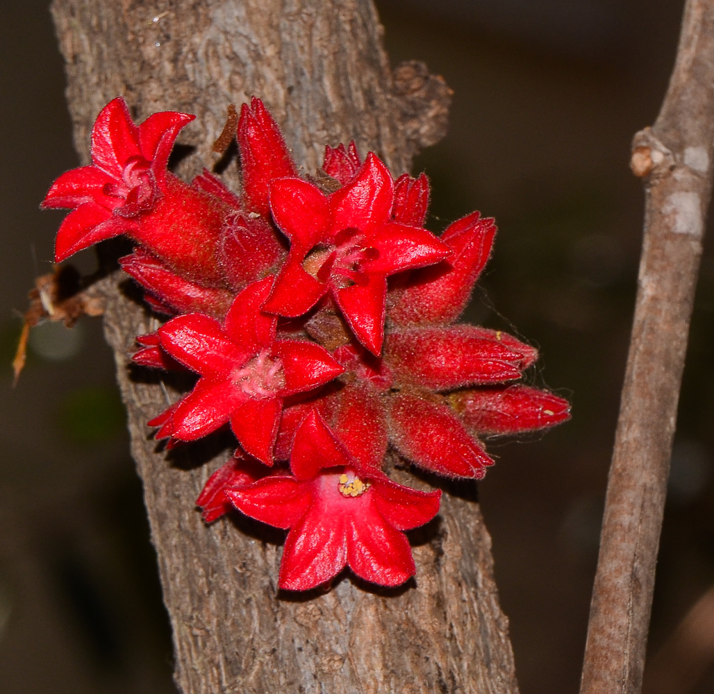 Image of Brachychiton bidwillii specimen.