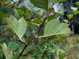 Image of taxon representative. Author is Сергей Глотов