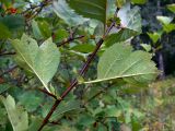 Crataegus chlorocarpa