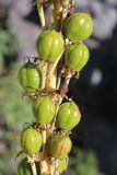 Eremurus turkestanicus