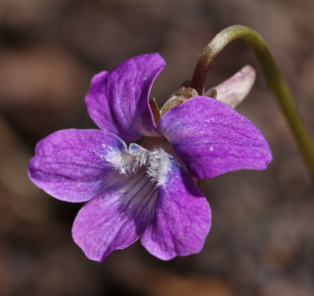 Image of Viola dactyloides specimen.