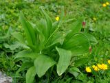 Allium victorialis