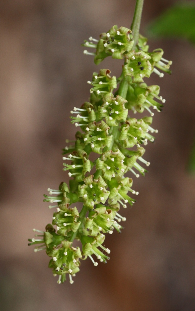 Image of Ribes mandshuricum specimen.