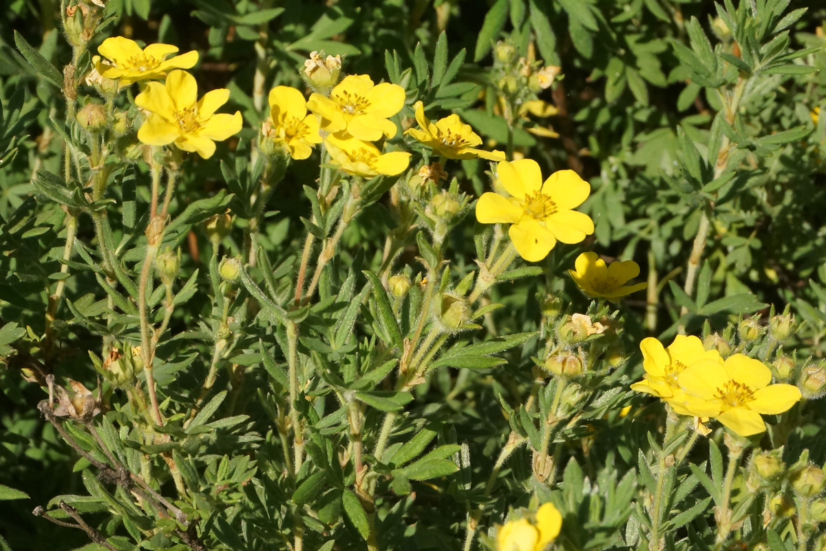 Image of Dasiphora fruticosa specimen.