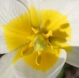 Image of taxon representative. Author is Тамара Риб