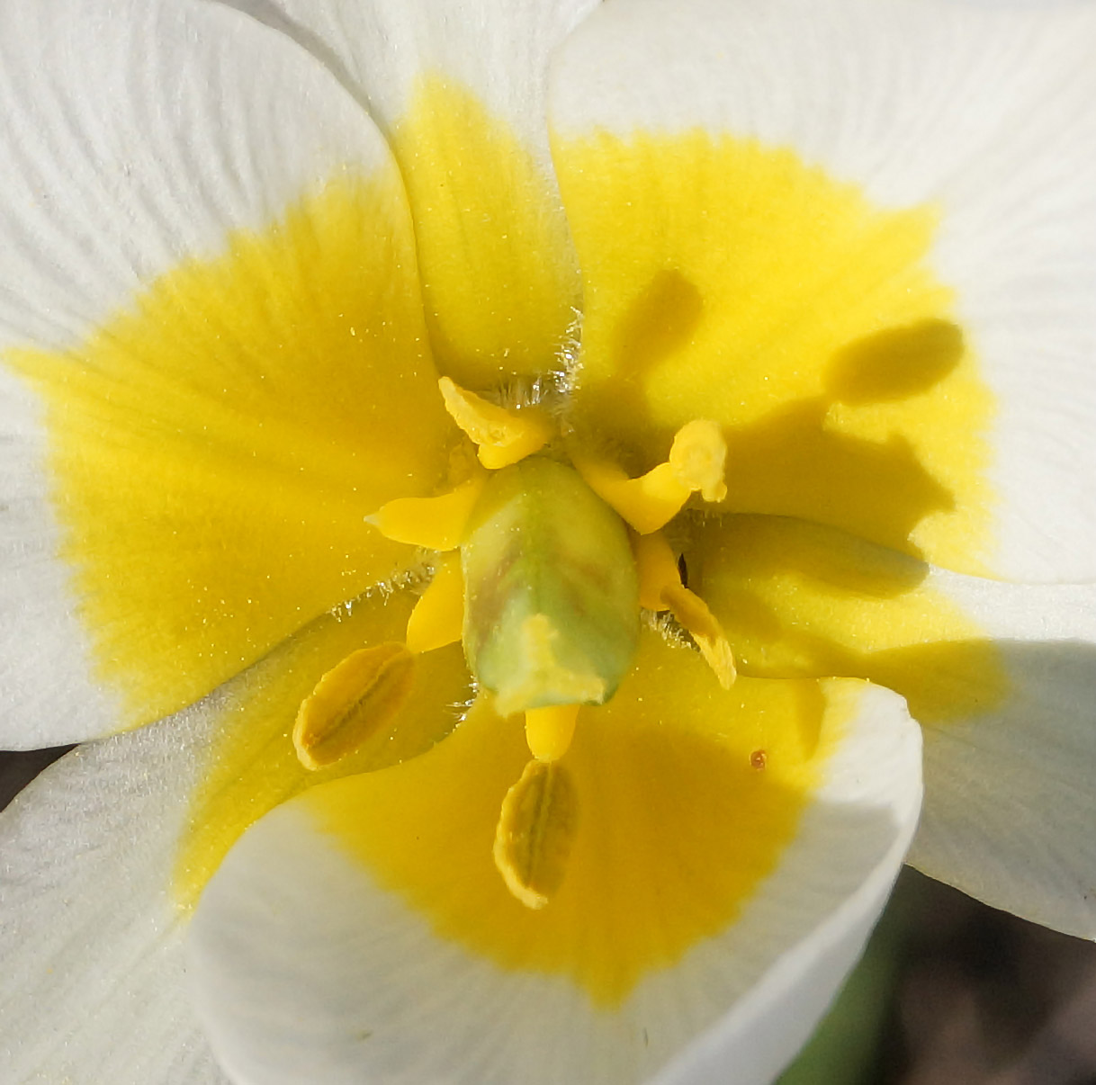Image of Tulipa patens specimen.