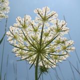 Daucus carota