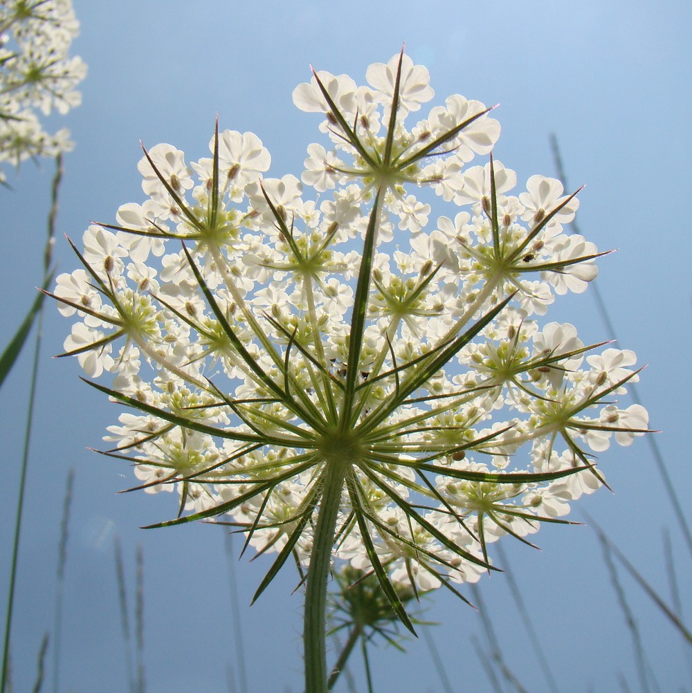 Изображение особи Daucus carota.