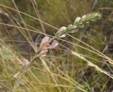 Onobrychis arenaria