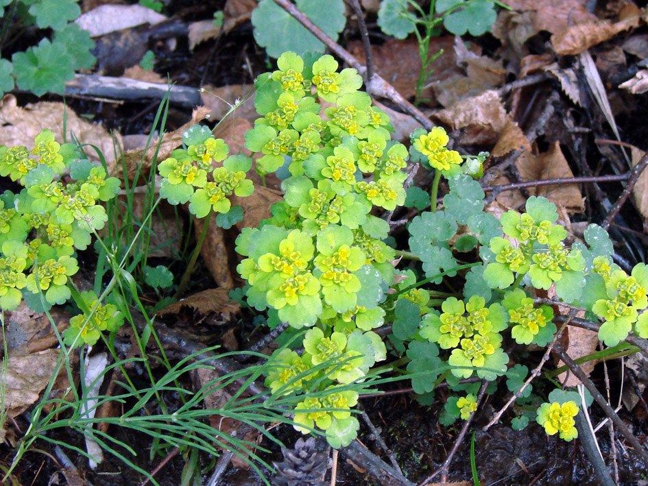 Image of Chrysosplenium sibiricum specimen.