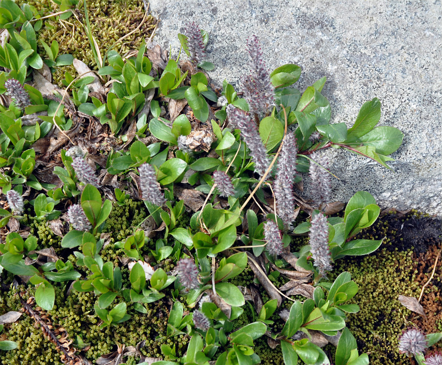 Image of genus Salix specimen.