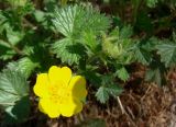 Potentilla