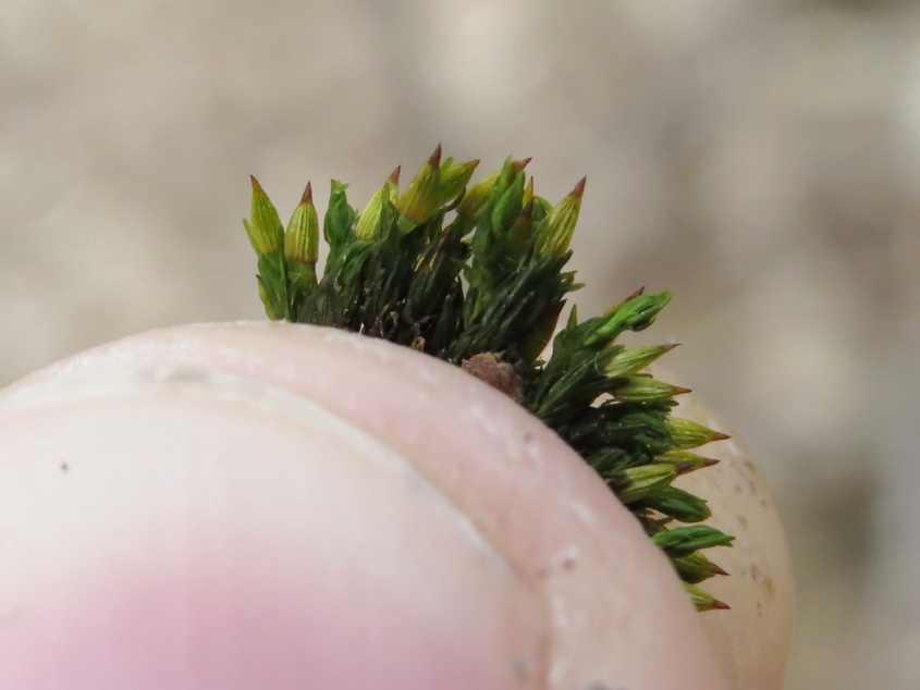 Image of genus Orthotrichum specimen.