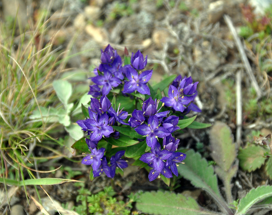 Image of Ophelia tetrapetala specimen.