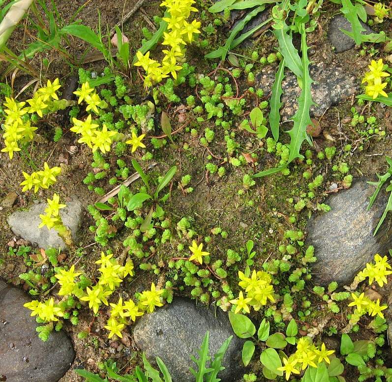 Image of Sedum acre specimen.