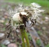 Taraxacum officinale. Расколотое соплодие с облетающими семянками. Московская обл., Электрогорск, пустырь у ж.-д. станции. 23.05.2015.