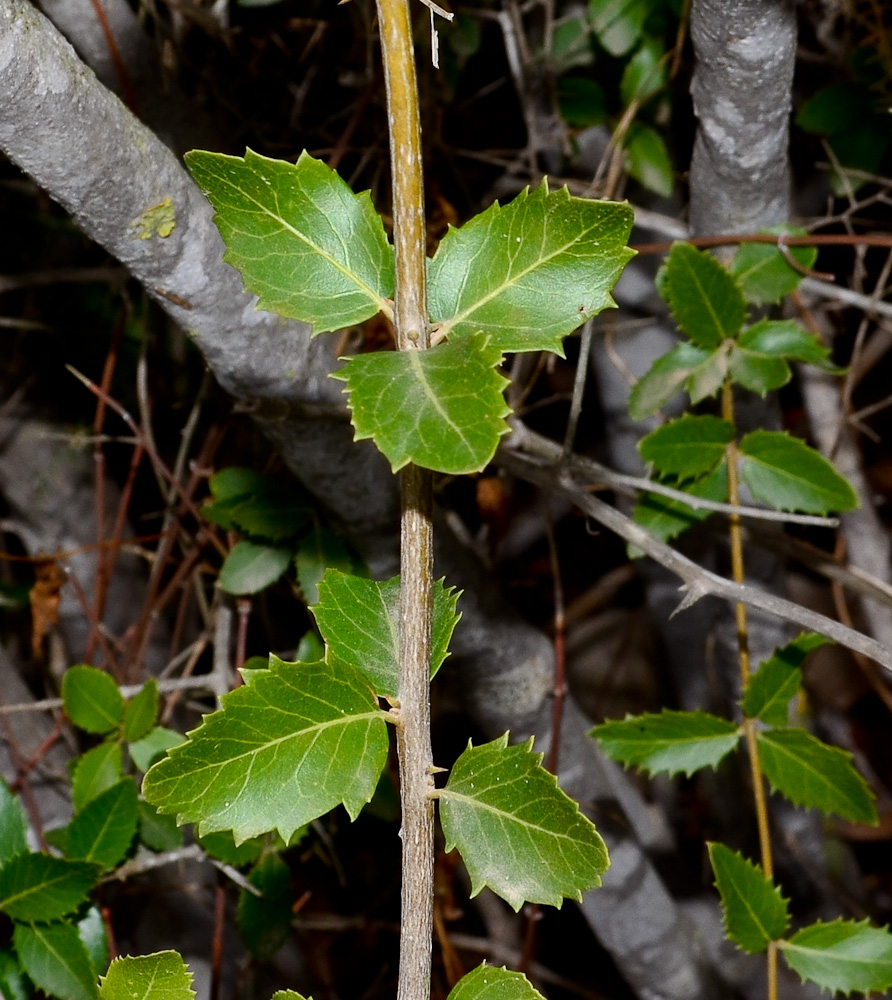 Изображение особи Phillyrea latifolia.