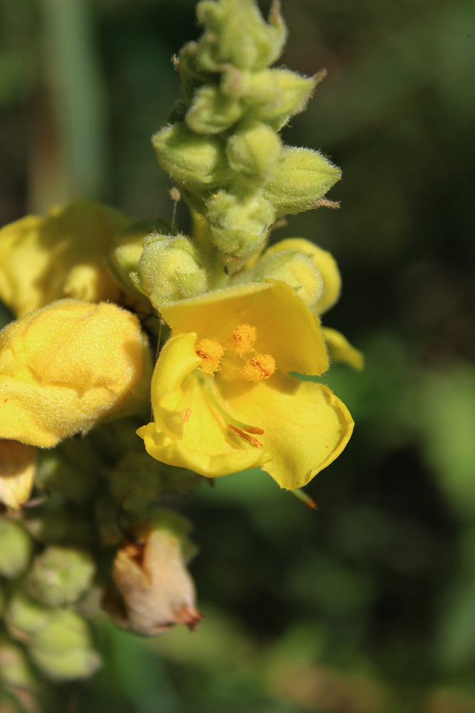 Изображение особи Verbascum thapsus.