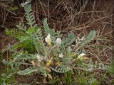 Astragalus testiculatus. Цветущее растение. Бугульминско-Белебеевская возвышенность, Республика Татарстан, Бавлинский р-н, каменистая степь, 17.05.2005.