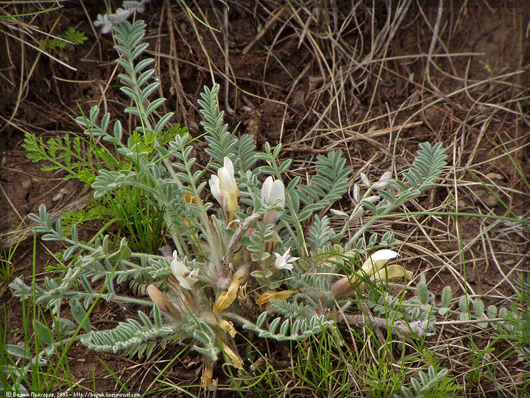 Изображение особи Astragalus testiculatus.