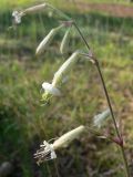 Silene nutans