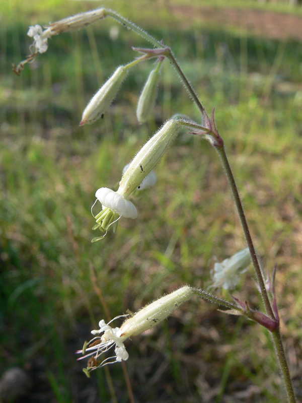 Изображение особи Silene nutans.