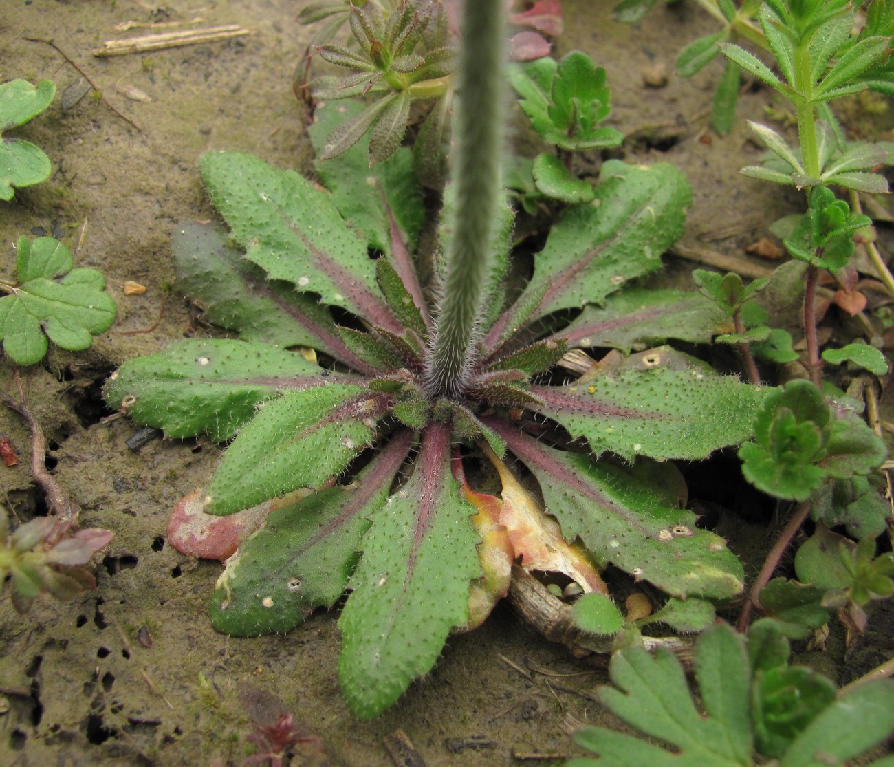 Изображение особи Arabidopsis thaliana.