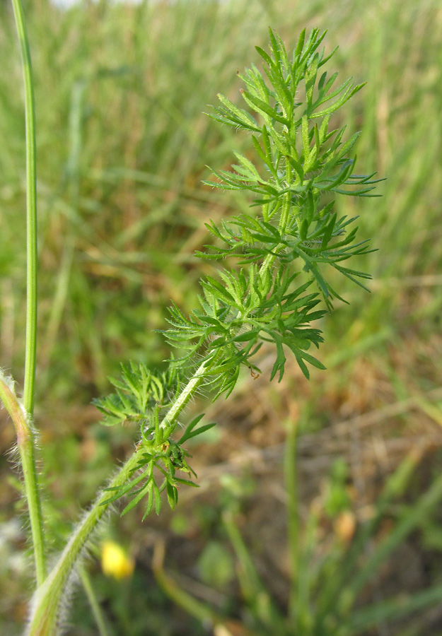 Image of Scandix australis specimen.