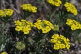 Alyssum lenense