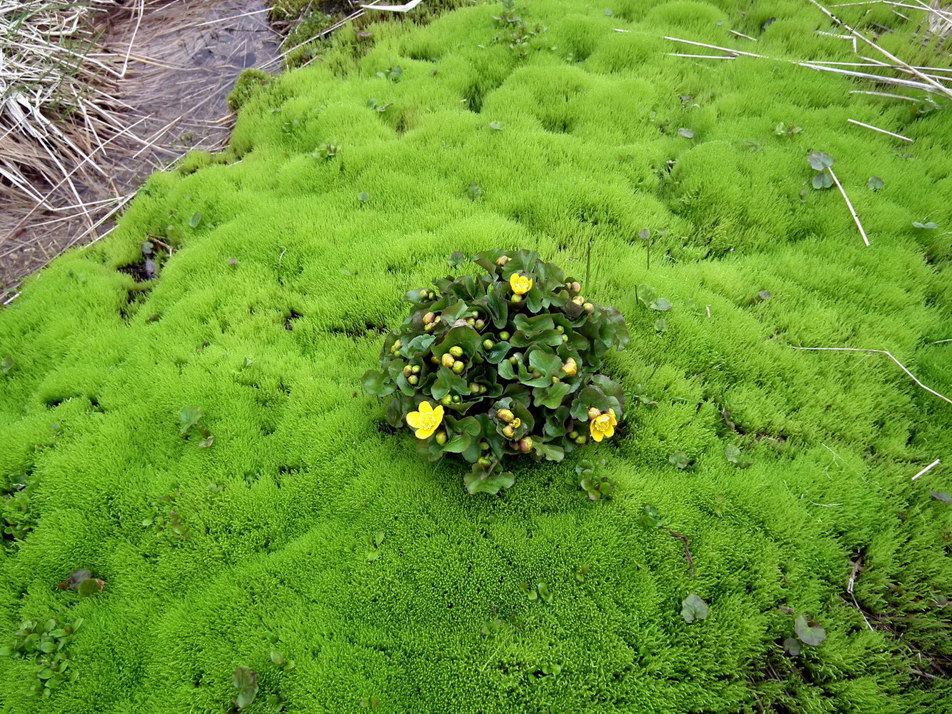 Изображение особи Caltha palustris.