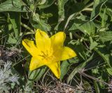 Tulipa suaveolens