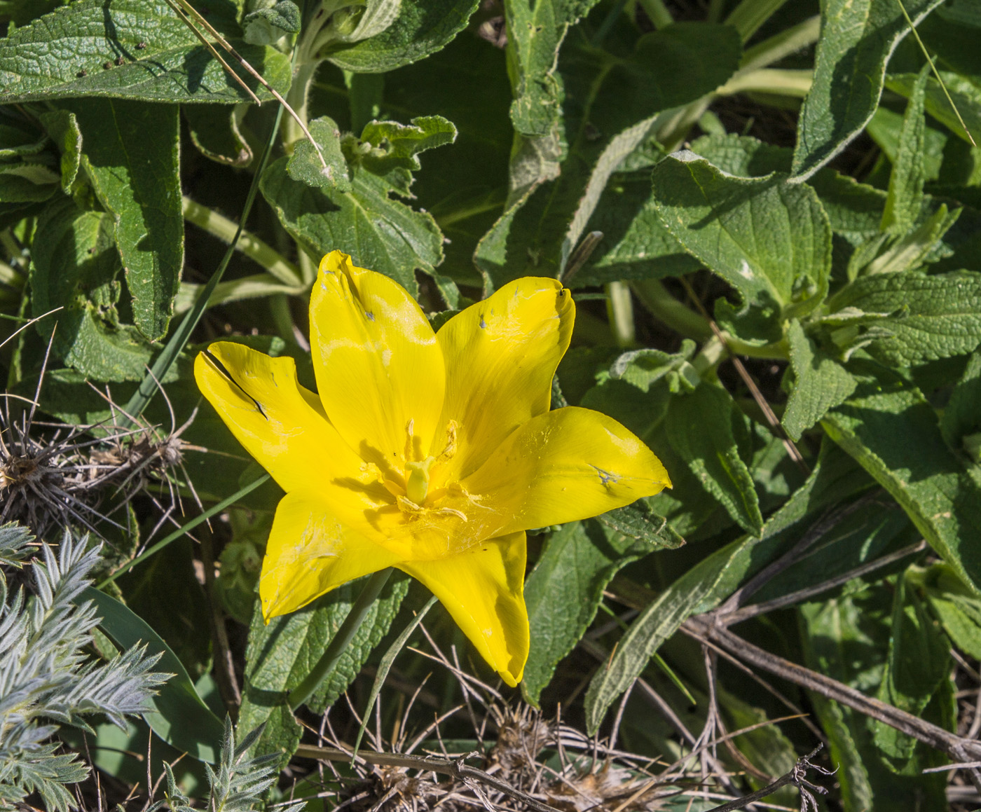 Image of Tulipa suaveolens specimen.